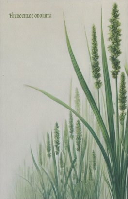 Quaderni Medicina - Sweetgrass - Hierochloe Odorata — Quaderno - 1