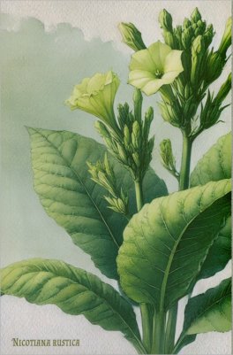 Quaderni Medicina - Tabacco Sacro - Nicotiana Rustica — Quaderno - 1