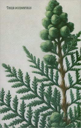 Quaderni Medicina - Thuja Occidentalis - Cedro — Quaderno - 1