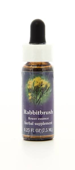 Rabbitbrush - Fiori californiani - 1