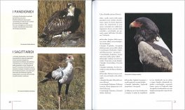 Rapaci - Diurni e Notturni — Libro - 3