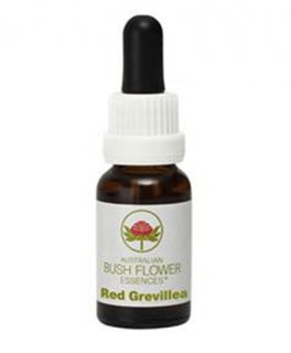 Red Grevillea - Essenza Floreale Australiana Singola - 1