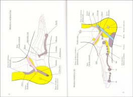 Reflessologia Naturopatica — Libro - 3