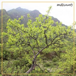 Resina Pura di Palo Santo - Cerimonial - 7