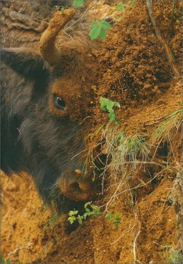 Rewilding, il Nuovo Approccio Radical al Recupero degli Ecosistemi — Libro - 4