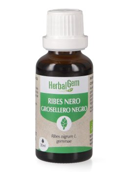 Ribes Nero Gemme - 2