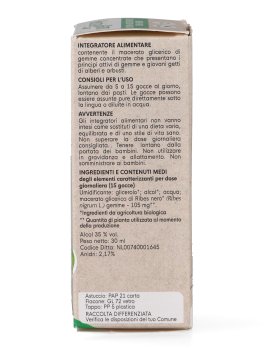 Ribes Nero Gemme - 5