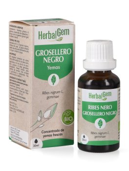 Ribes Nero Gemme - 1