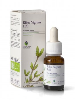 Ribes Nigrum PSC - Ribes Nero Gemme - 3
