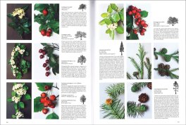 Riconoscere gli Alberi — Libro - 3
