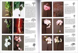 Riconoscere gli Alberi — Libro - 4