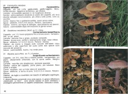 Riconoscere i Funghi — Libro - 3