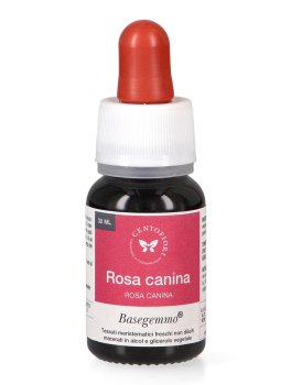 Rosa Canina - Basegemmo - 2