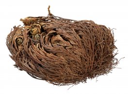 Rosa di Gerico - 1