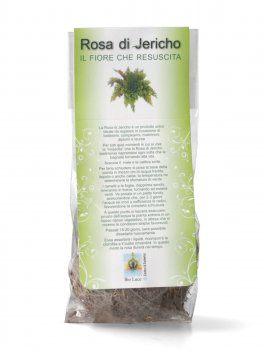 Rosa di Jerico - Il Fiore che Resuscita - 2