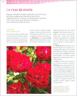 Rose — Libro - 3