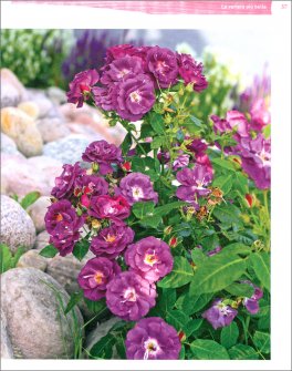 Rose — Libro - 4