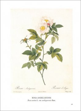 Rose — Libro - 4