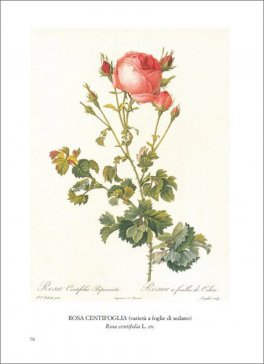 Rose — Libro - 3