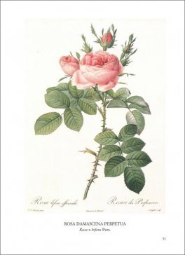 Rose — Libro - 2