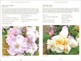 Rose Antiche e Vintage — Libro - 3