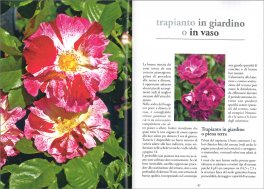 Rose Moderne — Libro - 3
