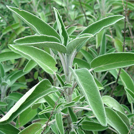 Salvia - Estratto Totale senza Alcool - 3