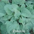Salvia Sclarea 5 gr - B399