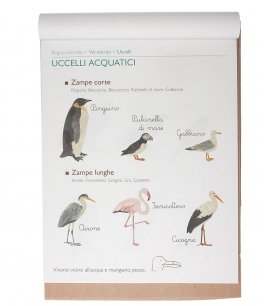 Scienze al Volo Maxi — Libro - 3