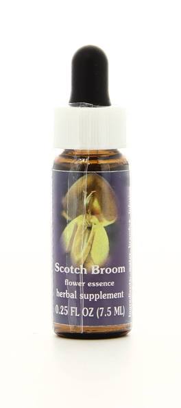Scotch Broom - Fiori californiani - 1