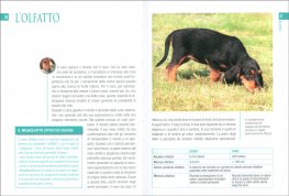 Segugio Italiano — Libro - 3