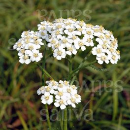 Semi di Achillea Millefoglie - 3