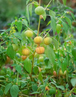 Semi di Alchechengio Physalis Peruviana Bio - 2
