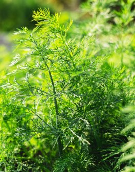 Semi di Aneto Bio - 3