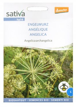 Semi di Angelica Archangelica Bio - 2