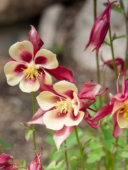 Semi di Aquilegia Miscuglio - Aquilegia Hybrida - 2