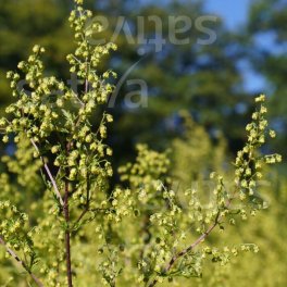 Semi di Artemisia Annua - 4
