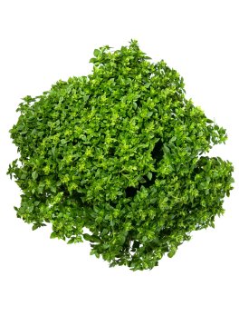 Semi di Basilico Greco a Palla Bio - 1