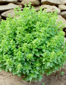 Semi di Basilico Greco a Palla Bio - 3