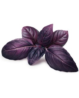 Semi di Basilico Rosso Bio - 1
