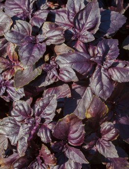 Semi di Basilico Rosso Bio - 3