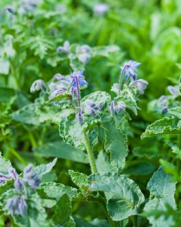 Semi di Borago Officinalis - 2