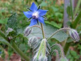 Semi di Borragine (borago Officinalis)