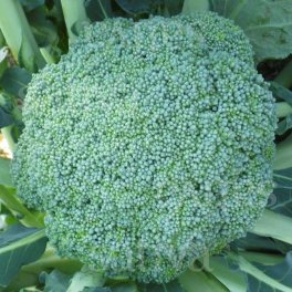 Semi di Broccolo Calabrese Natalino - 3