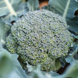 Semi di Broccolo Rasmus Ks - 3