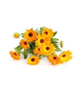 Semi di Calendula Officinalis Bio - 3