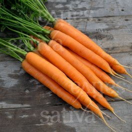 Semi di Carota Amsterdam - 3