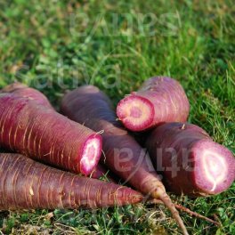Semi di Carota Bio - Gniff - 3