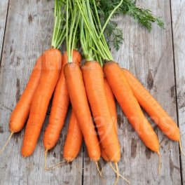Semi di Carota Bio - Selezione Berlicum - 3