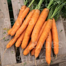 Semi di Carota Dolciva KS - 1 Nastro 5 Metri - 3